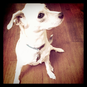 Mixed+small+dog+breeds+list
