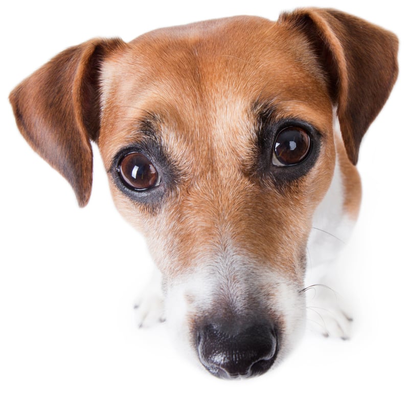 Cute puppy looking sad