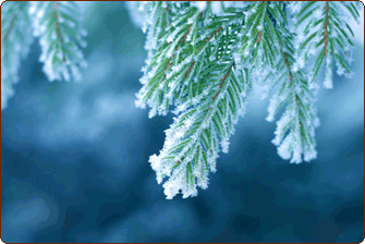 Winter Dance Volunteer Signup