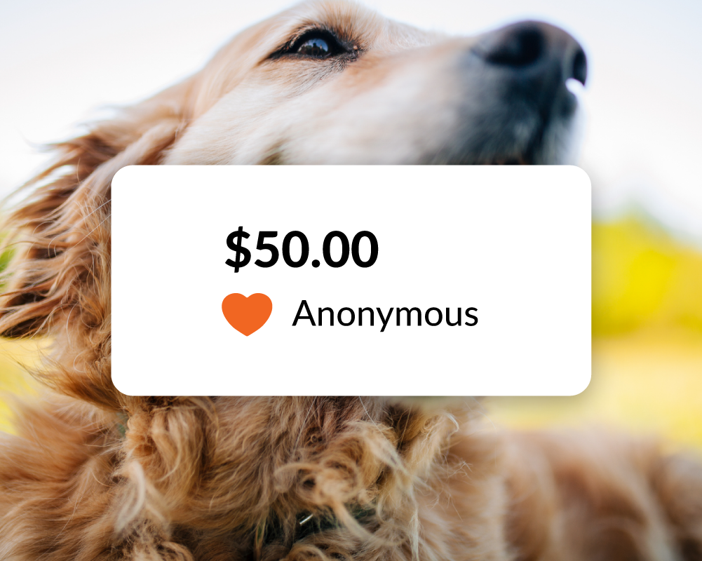 dog-animal-shelter-fundraiser